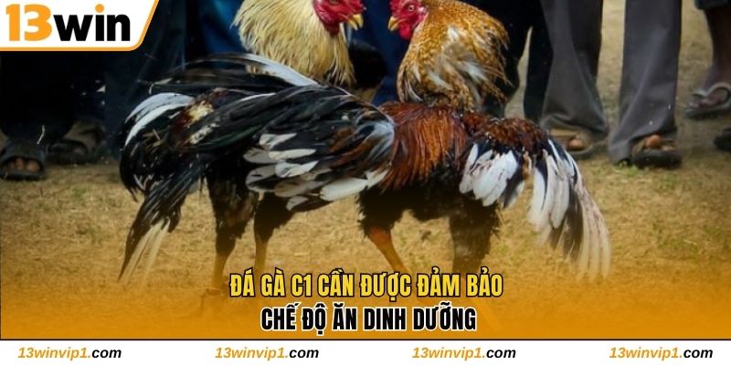 Đá Gà C1 cần được đảm bảo chế độ ăn dinh dưỡng