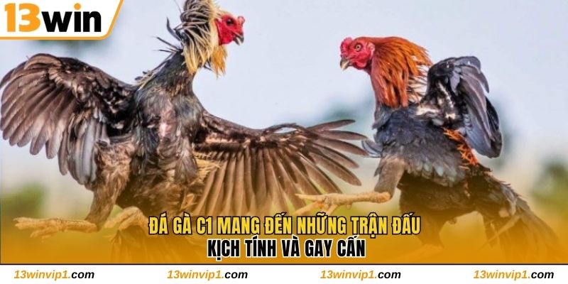 Đá Gà C1