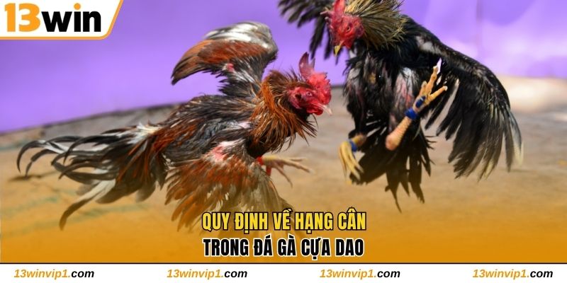 Quy định về hạng cân trong đá gà cựa dao